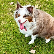 Sophie Mae is registered to the contest to win money with this photo: dog, grass, outdoor, happy, tongue_out, fluffy, pet, nature, canine, animal, sitting, fur, ears, collar, playful, summer, leaf, closeup, daylight, cute