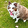 dog, grass, outdoor, happy, tongue_out, fluffy, pet, nature, canine, animal, sitting, fur, ears, collar, playful, summer, leaf, closeup, daylight, cute