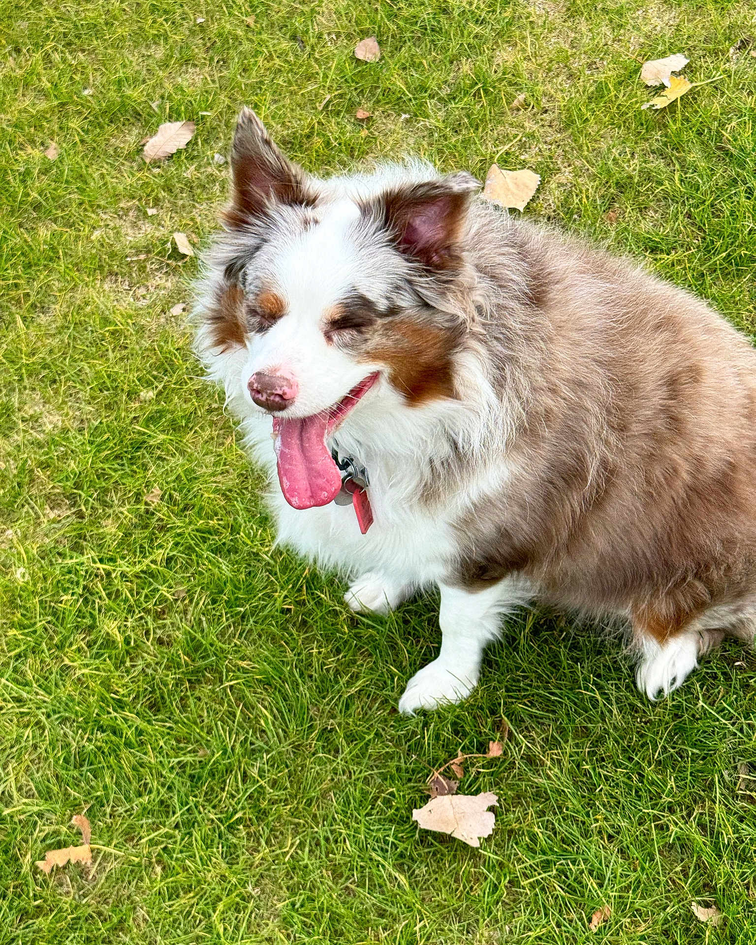 Sophie Mae is registered to the contest to win money with this photo: dog, grass, outdoor, happy, tongue_out, fluffy, pet, nature, canine, animal, sitting, fur, ears, collar, playful, summer, leaf, closeup, daylight, cute