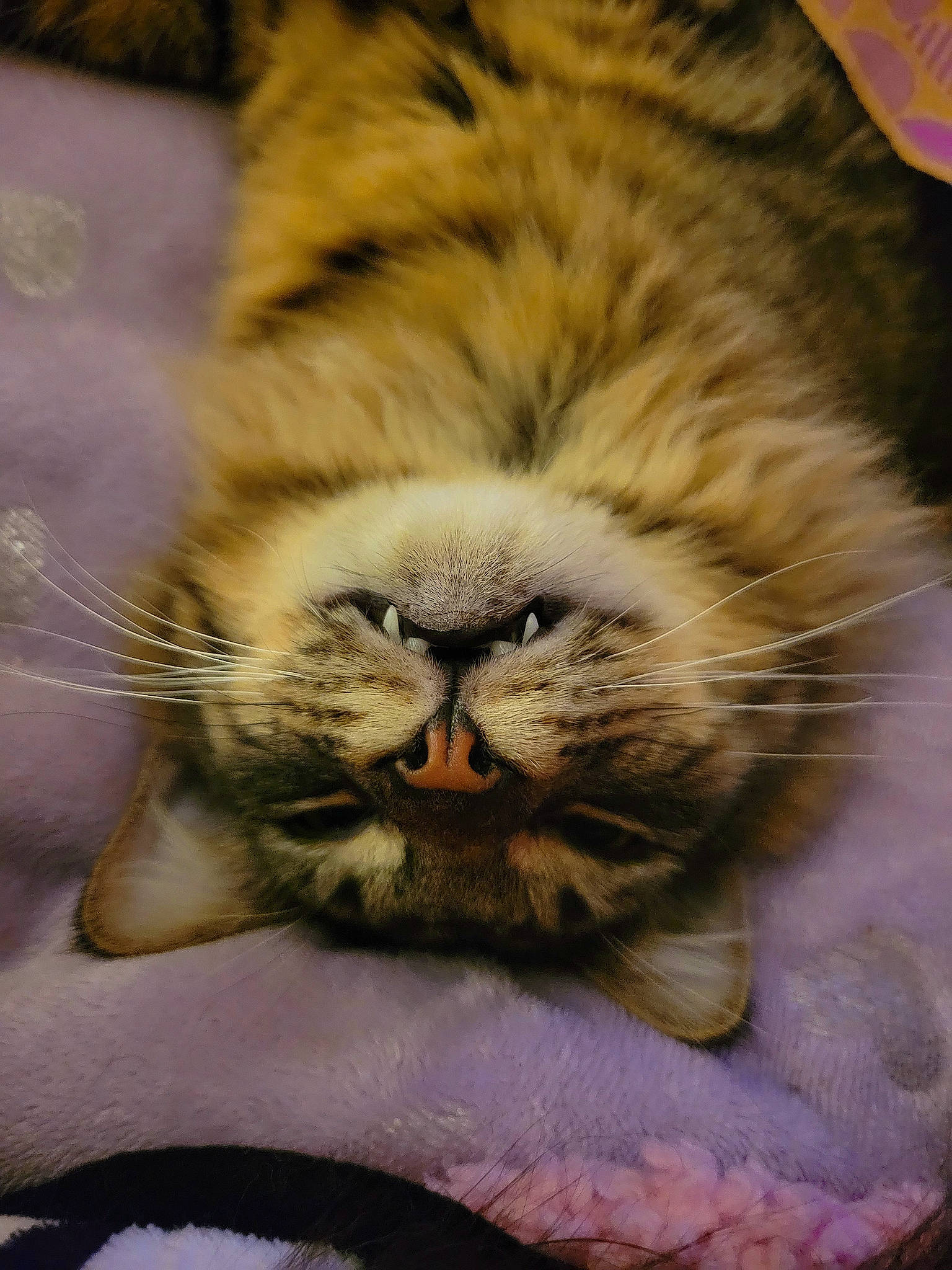 Winnie The Poof joined the competition — help win amazing prizes! big_cats, carnivore, cat, claw, close_up, comfort, domestic_short_haired_cat, eye, fawn, felidae, fur, mammal, organism, paw, small_to_medium_sized_cats, snout, terrestrial_animal, textile, vertebrate, whiskers