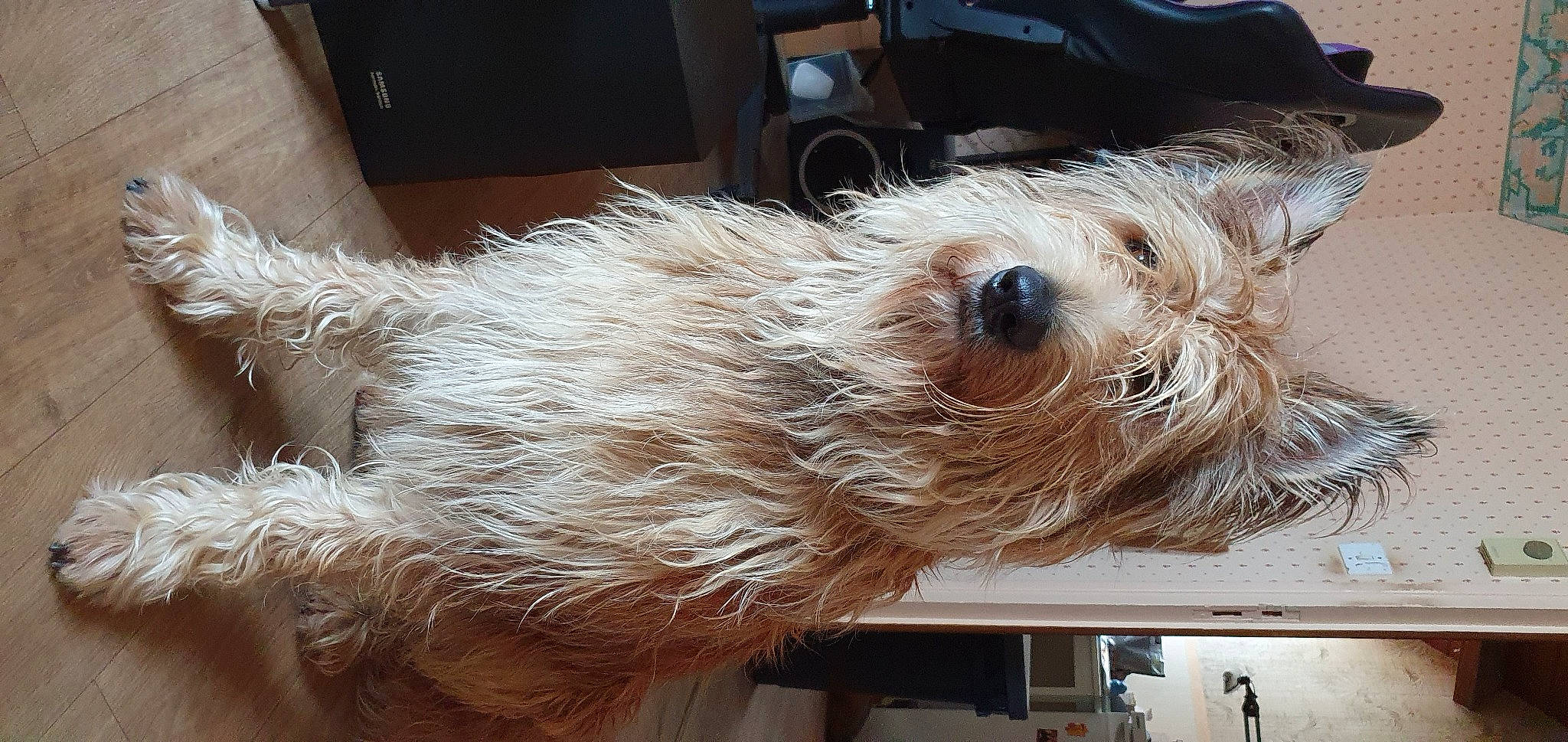 Rogue a rejoint le concours — aidez-le/la à gagner de superbes lots ! carnivore, companion_dog, dog, dog_breed, dog_collar, flooring, fur, non_sporting_group, puppy, sapsali, schnauzer, small_terrier, sporting_group, terrier, toy_dog, working_animal