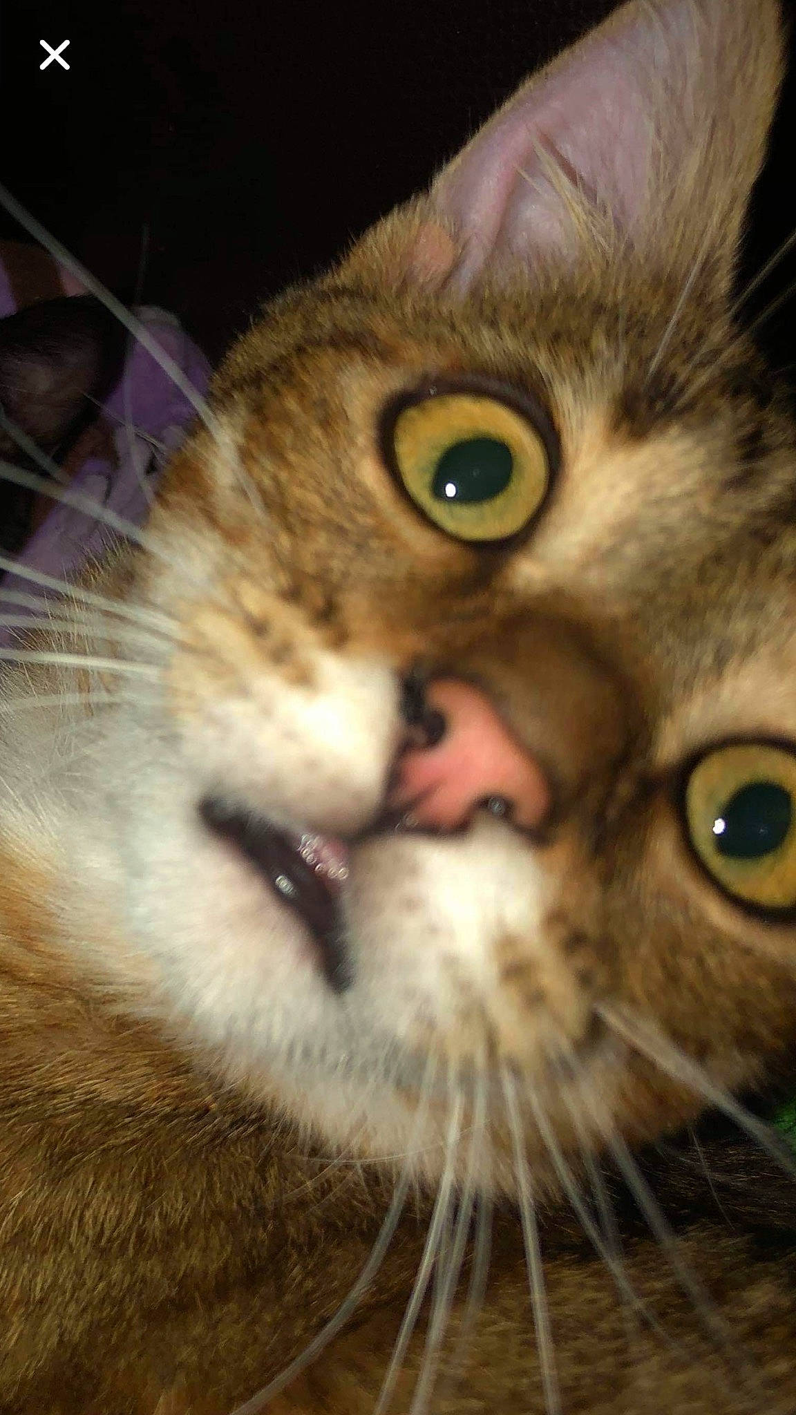 Cyrius participe au concours pour gagner de l'argent avec cette photo : aegean_cat, american_shorthair, american_wirehair, asian, carnivore, cat, close_up, domestic_short_haired_cat, european_shorthair, eye, felidae, fur, iris, kitten, mammal, nose, small_to_medium_sized_cats, snout, tabby_cat, whiskers