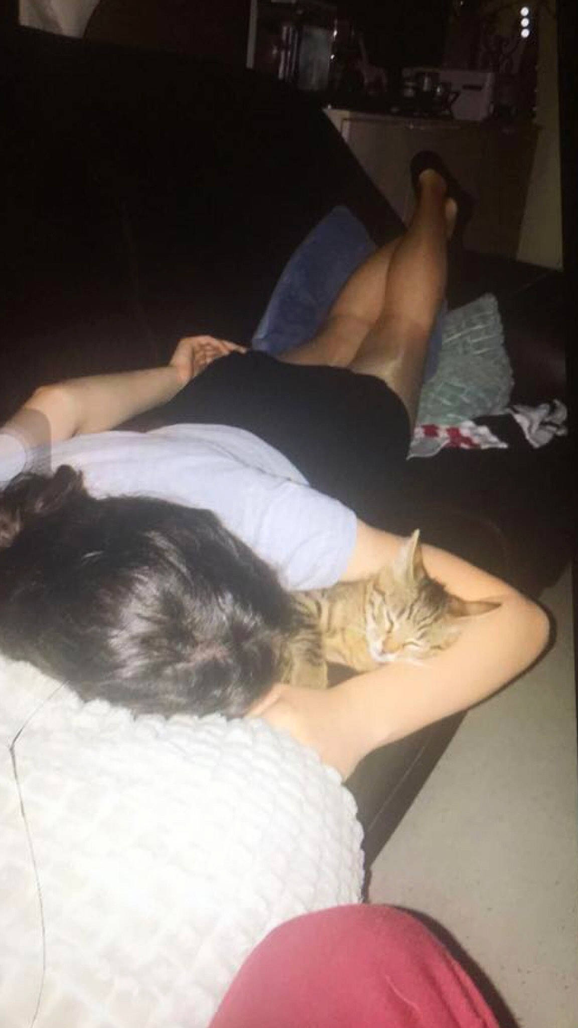 Cyrius participe au concours pour gagner de l'argent avec cette photo : abdomen, arm, black_hair, cat, ear, felidae, furniture, human_body, human_leg, joint, kitten, lap, leg, nap, neck, nose, shoulder, sleep, small_to_medium_sized_cats, thigh