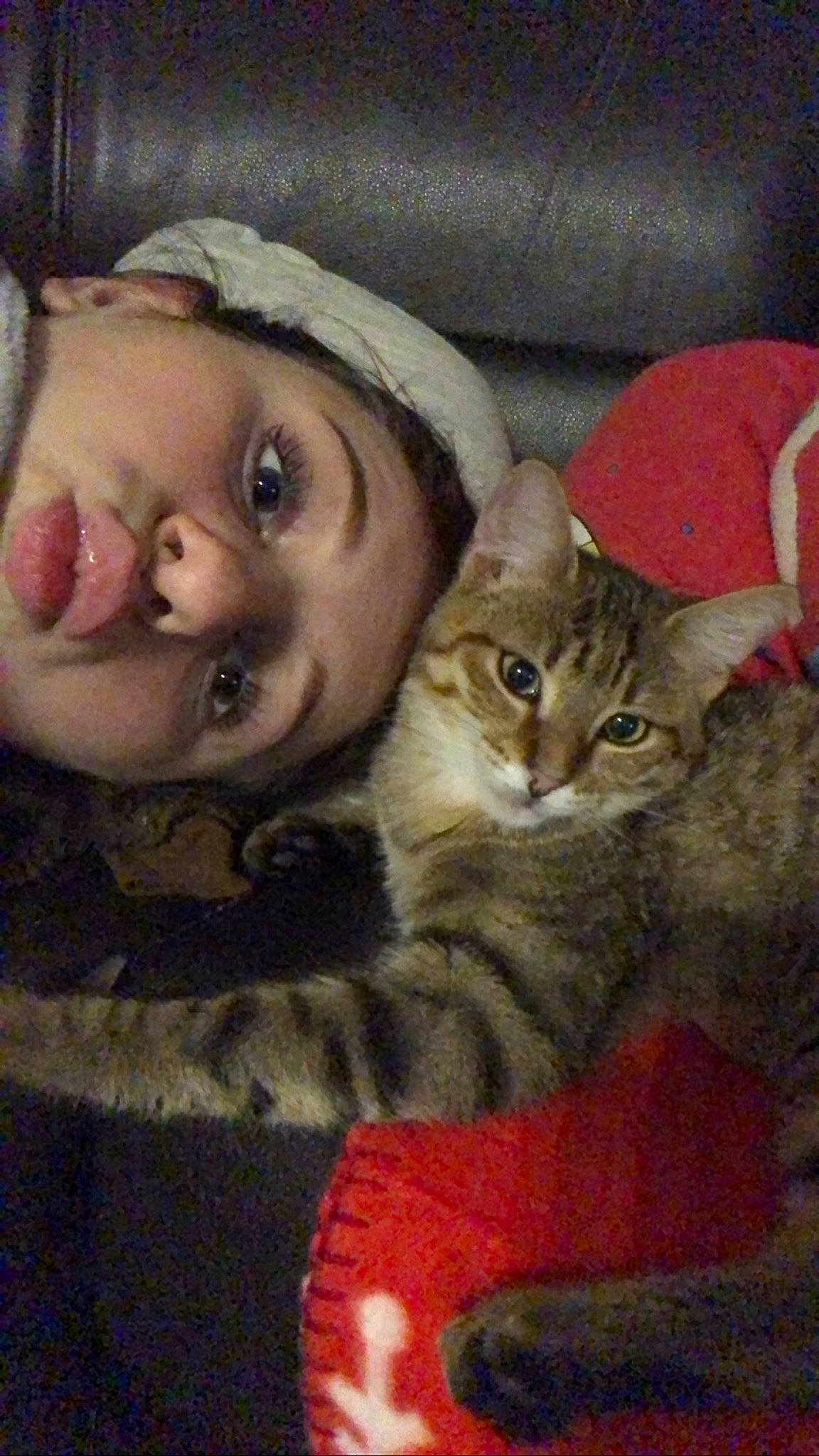 Cyrius participe au concours pour gagner de l'argent avec cette photo : asian, carnivore, cat, domestic_short_haired_cat, european_shorthair, felidae, kitten, small_to_medium_sized_cats, tabby_cat, whiskers