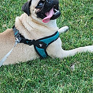 Charly is registered to the contest to win money with this photo: alert, animal, canine, companion, cute, dog, friendly, grass, happy, harness, leash, mammal, nature, outdoor, pet, playful, pug, resting, summer, tongue_out