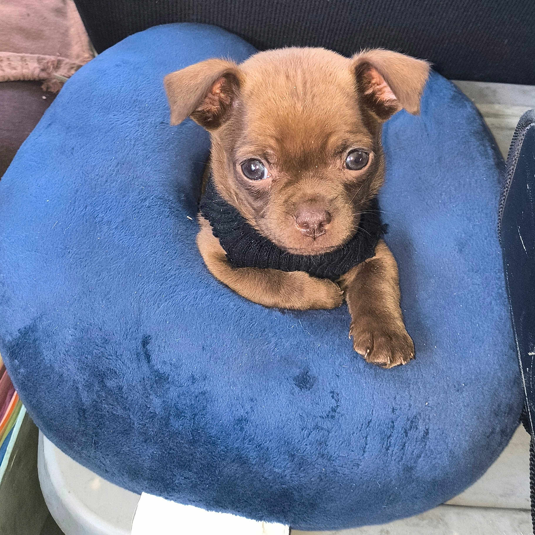 Peanut joined the competition — help win amazing prizes! animal, beanbag, canine, dog, dogbed, furniture, person, pet, puppy