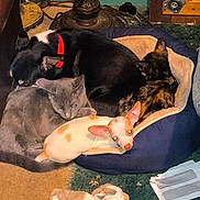 Little Bit joined the competition — help win amazing prizes! animal, carpet, cat, collar, companion, cozy, cuddle, cute, dog, domestic, fur, furniture, indoor, lamp, multi_pet, pet_bed, pile, resting, sleeping, toy