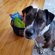 Nora joined the competition — help win amazing prizes! dog, pet, indoor, wooden_floor, rug, basket, dog_treats, closeup, curious, brown_and_white, canine, toy, playtime, companion, animal, flooring, domestic, looking, ears, snout