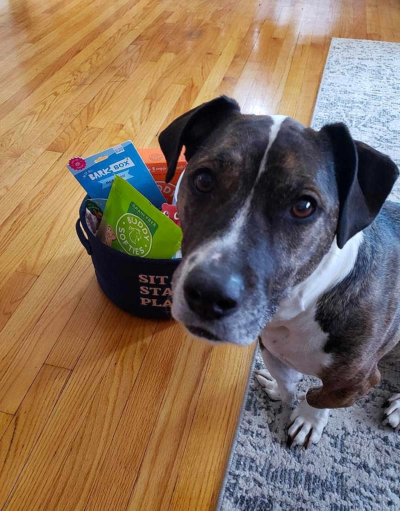 Nora joined the competition — help win amazing prizes! dog, pet, indoor, wooden_floor, rug, basket, dog_treats, closeup, curious, brown_and_white, canine, toy, playtime, companion, animal, flooring, domestic, looking, ears, snout