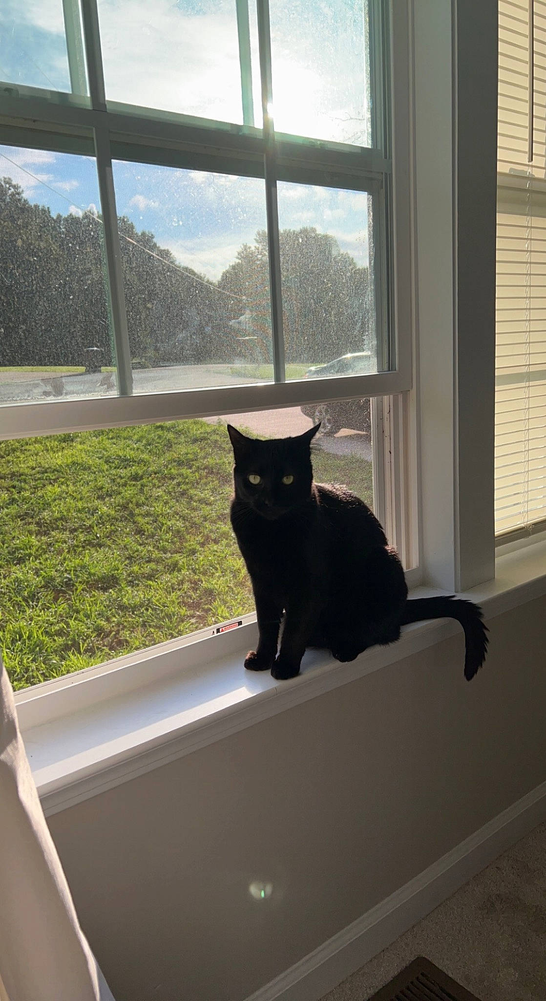 Pepper is registered to the contest to win money with this photo: black_cat, carnivore, cat, felidae, fixture, grey, interior_design, mammal, plant, shade, sky, small_to_medium_sized_cats, snout, tail, tints_and_shades, tree, vertebrate, whiskers, window, wood