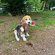 Arudy a rejoint le concours — aidez-le/la à gagner de superbes lots ! adorable, animal, beagle, canine, cute, dog, forest, grass, greenery, leafy, nature, outdoor, pet, playful, puppy, sitting, stuffed_animal, toy, trees, young_dog