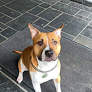 Baki participe au concours pour gagner de l'argent avec cette photo : dog, pet, brown, white, collar, chain, tag, mat, floor, tile, indoor, mirror, wall, ears, sitting, looking_up, curious, animal, canine, portrait