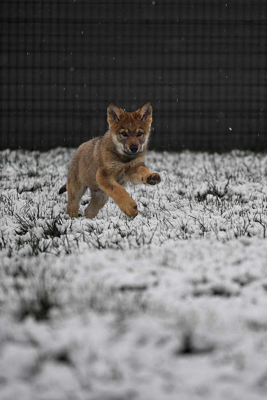 Togo a rejoint le concours — aidez-le/la à gagner de superbes lots ! carnivore, cat, dog_breed, domestic_short_haired_cat, fawn, felidae, fox, fur, grass, lynx, road_surface, small_to_medium_sized_cats, snout, soil, tail, terrestrial_animal, whiskers, wildlife, window, wood