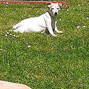 Maya participe au concours pour gagner de l'argent avec cette photo : dog, puppy, white_dog, grass, lawn, outdoor, garden, daisies, flowers, sunlight, lying_down, sitting, animal, pet, canine, red_frame, backyard, greenery, portrait, daylight