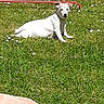 dog, puppy, white_dog, grass, lawn, outdoor, garden, daisies, flowers, sunlight, lying_down, sitting, animal, pet, canine, red_frame, backyard, greenery, portrait, daylight