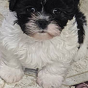 Oreo is registered to the contest to win money with this photo: adorable, black_and_white, closeup, companion, cute, dog, eyes, fluffy, fur, indoor, looking_up, nose, paws, pet, portrait, puppy, sitting, small, tile_floor, whiskers
