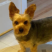 Rocky joined the competition — help win amazing prizes! dog, small_dog, pet, ears, fur, floor, indoor, curious, alert, animal, canine, looking, standing, closeup, portrait, brown_fur, black_nose, tile_floor, door, home