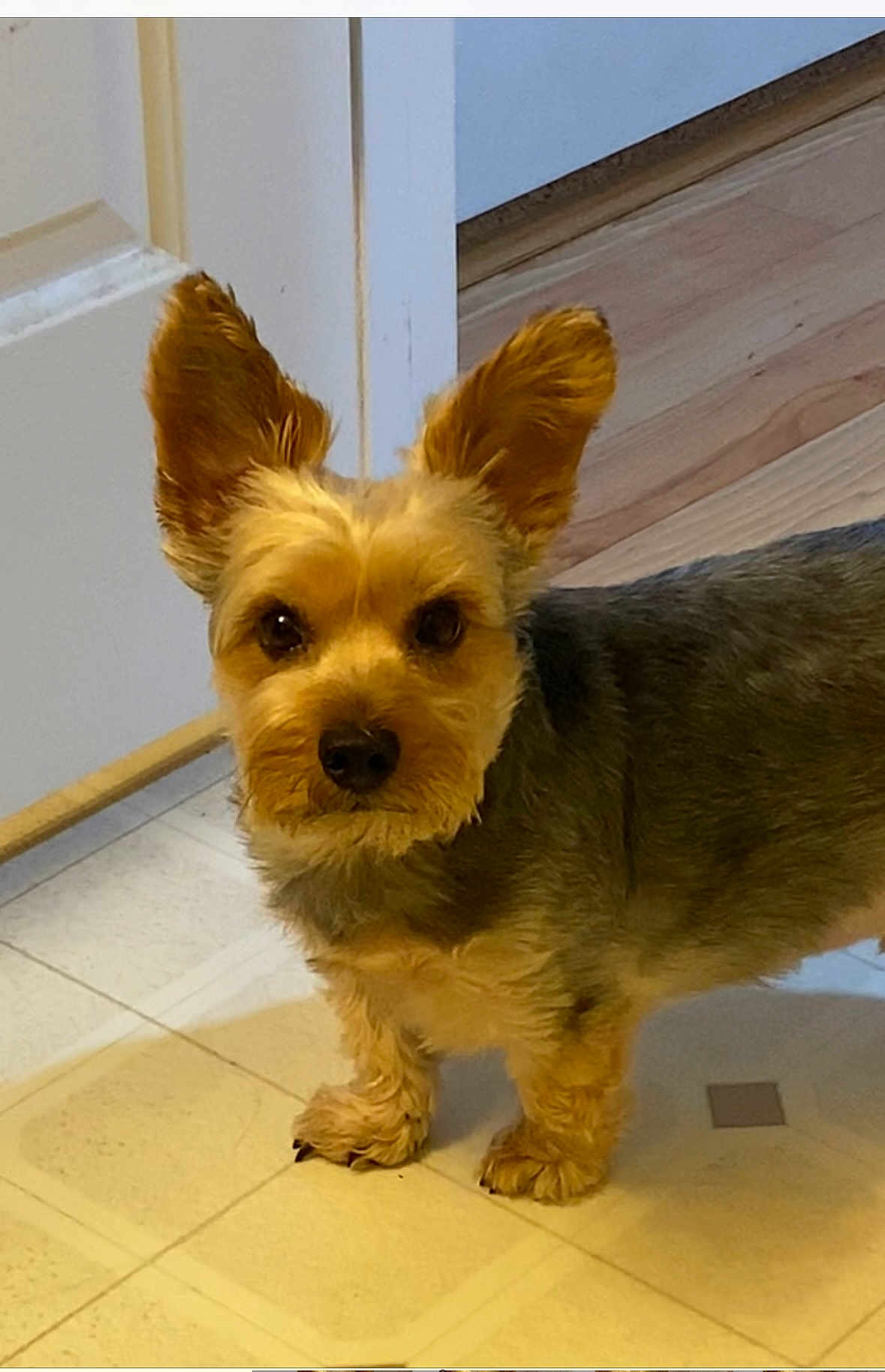 Rocky joined the competition — help win amazing prizes! dog, small_dog, pet, ears, fur, floor, indoor, curious, alert, animal, canine, looking, standing, closeup, portrait, brown_fur, black_nose, tile_floor, door, home