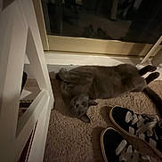 Meeko joined the competition — help win amazing prizes! cat, gray_cat, carpet, indoor, sneakers, black_and_white, glass_door, furniture, relaxed, pet, animal, floor, paws, lying_down, cozy, home, casual, shoes, playful, dim_lighting