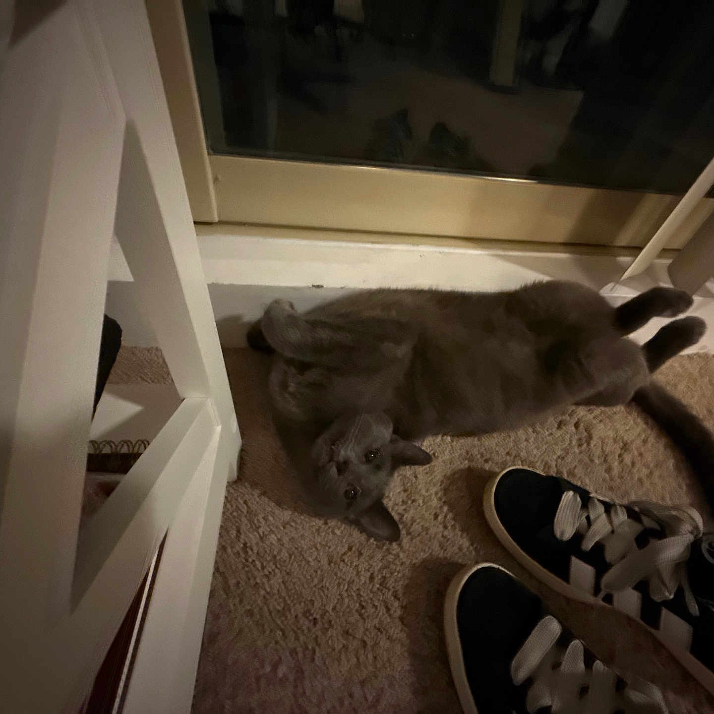 Meeko