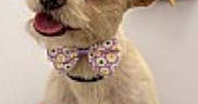 Remi is registered to the contest to win money with this photo: adorable, animal, bow_tie, collar, cute, dog, ears, floral, friendly, fur, indoor, looking_up, pet, playful, portrait, puppy, sitting, small_dog, tongue, young_dog