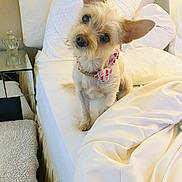 Remi is registered to the contest to win money with this photo: animal, bed, bedding, bow, collar, companion, cozy, curious, cute, dog, furry, heart_pattern, indoor, pet, pillow, resting, small_dog, soft_lighting, tilted_head, white_bed