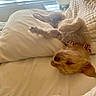 Remi is registered to the contest to win money with this photo: animal, bed, blanket, canine, collar, comfortable, cozy, cute, dog, fur, home, indoor, light, nap, pet, pillow, relaxation, resting, sleeping, window