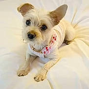 Remi is registered to the contest to win money with this photo: adorable, animal, bed, collar, companion, cozy, cute, dog, domestic_animal, ears, friendly, fur, heart_pattern, indoor, laying_down, looking_up, pet, resting, small_dog, white_bedspread