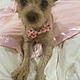 dog, small_dog, bow_tie, heart_pattern, pink_blanket, satin_blanket, bed, paws, fur, close_up, portrait, cute, pet, domestic_animal, front_legs, nose, whiskers, ears, cozy, indoor