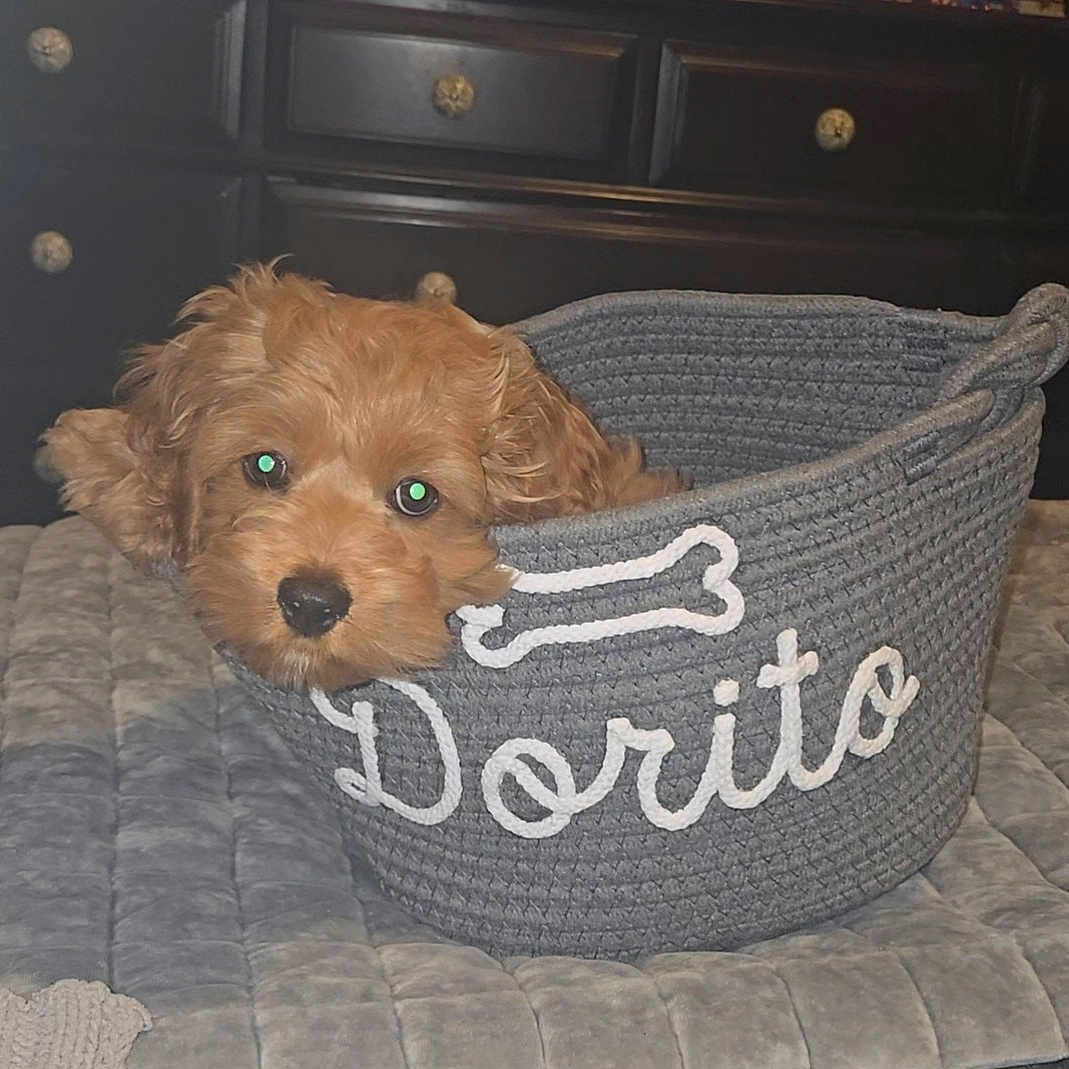 Dorito