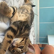 Bretzel a rejoint le concours — aidez-le/la à gagner de superbes lots ! kitten, cat, tabby, pet, indoor, blanket, legs, stretching, curious, relaxed, feline, young_cat, tile_wall, floor, person, domestic_animal, cute, animal, resting, companion