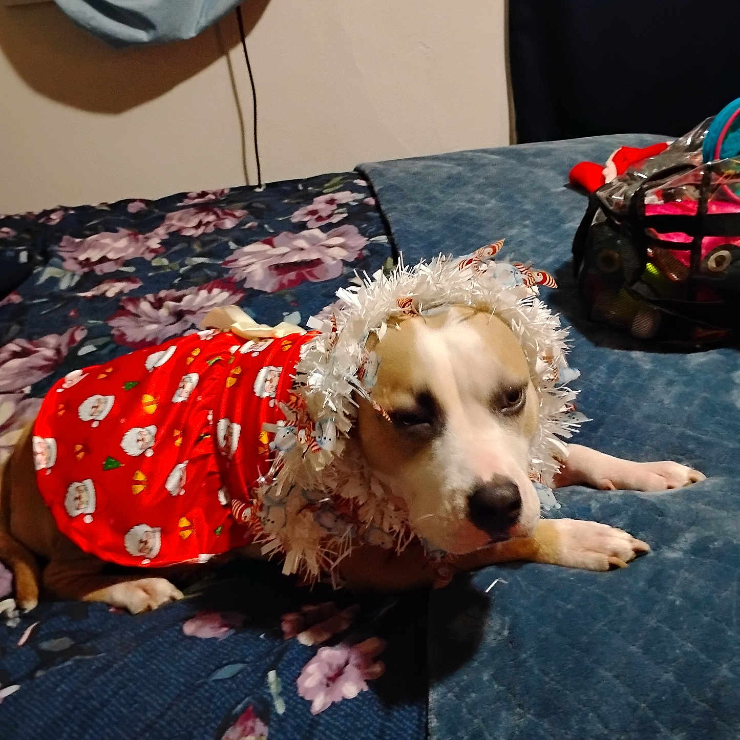 Luna is registered to the contest to win money with this photo: bed, bedroom, blanket, blue_bedspread, bored_expression, christmas_outfit, closeup, costume, decorative_print, dog, fabric, floral_pattern, handbag, indoor, lying_down, muzzle, paws, pet, tinsel, wreath