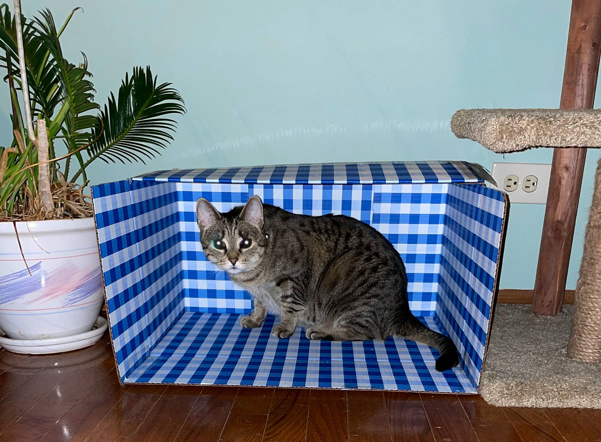 Jefe is registered to the contest to win money with this photo: carnivore, cat, comfort, domestic_short_haired_cat, felidae, floor, flooring, fur, grey, hardwood, houseplant, outdoor_furniture, plant, rectangle, sitting, small_to_medium_sized_cats, tail, whiskers, window, wood