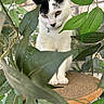 cat, black_and_white, pet, green_leaves, plant, foliage, wooden_platform, indoor, curious, animal, whiskers, paws, nature, close_up, sitting, fur, domestic_cat, eye_contact, natural_light, background_brick_wall