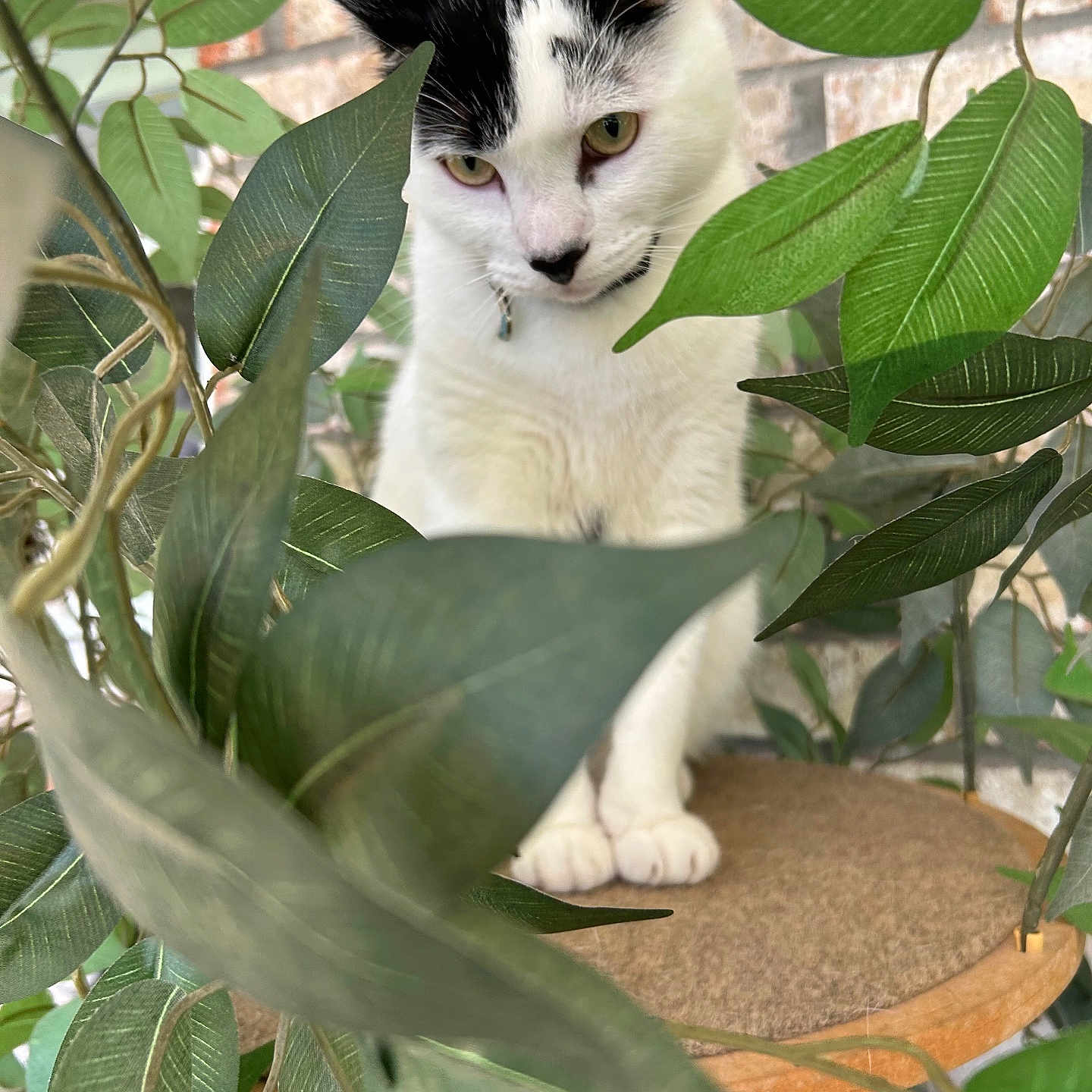 Eli joined the competition — help win amazing prizes! cat, black_and_white, pet, green_leaves, plant, foliage, wooden_platform, indoor, curious, animal, whiskers, paws, nature, close_up, sitting, fur, domestic_cat, eye_contact, natural_light, background_brick_wall