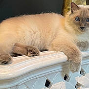 Romeo joined the competition — help win amazing prizes! cat, fluffy, blue_eyes, cream_color, relaxed, lounging, indoor, feline, pet, animal, white_surface, ornate, decor, curious, portrait, paw, whiskers, fur, domestic_cat, close_up