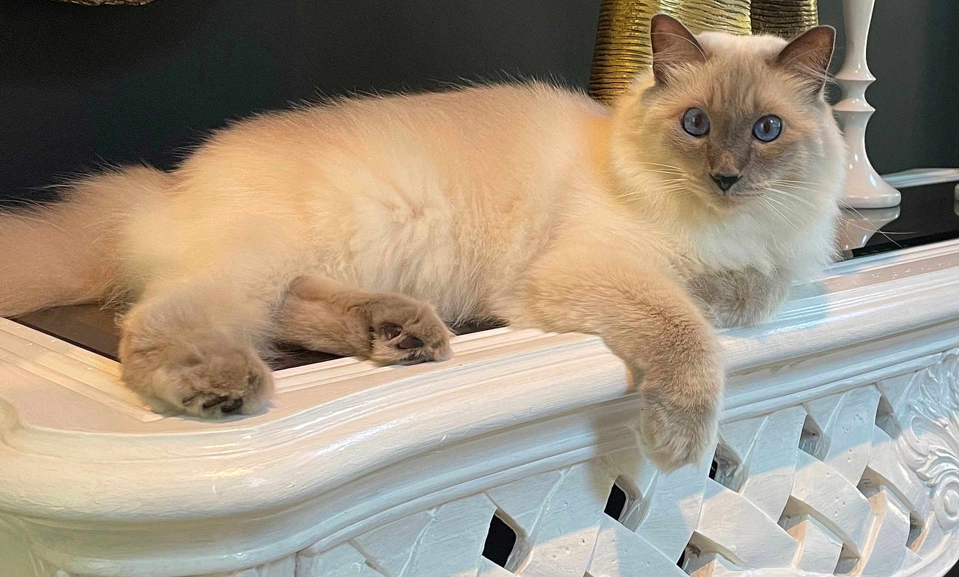 Romeo joined the competition — help win amazing prizes! cat, fluffy, blue_eyes, cream_color, relaxed, lounging, indoor, feline, pet, animal, white_surface, ornate, decor, curious, portrait, paw, whiskers, fur, domestic_cat, close_up