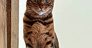 Hupper a rejoint le concours — aidez-le/la à gagner de superbes lots ! bengal_cat, cat, pet, animal, feline, sitting, wooden_floor, wooden_post, indoor, domestic_animal, portrait, striped, spotted, whiskers, ears, eyes, fur, calm, confident, minimalist_background
