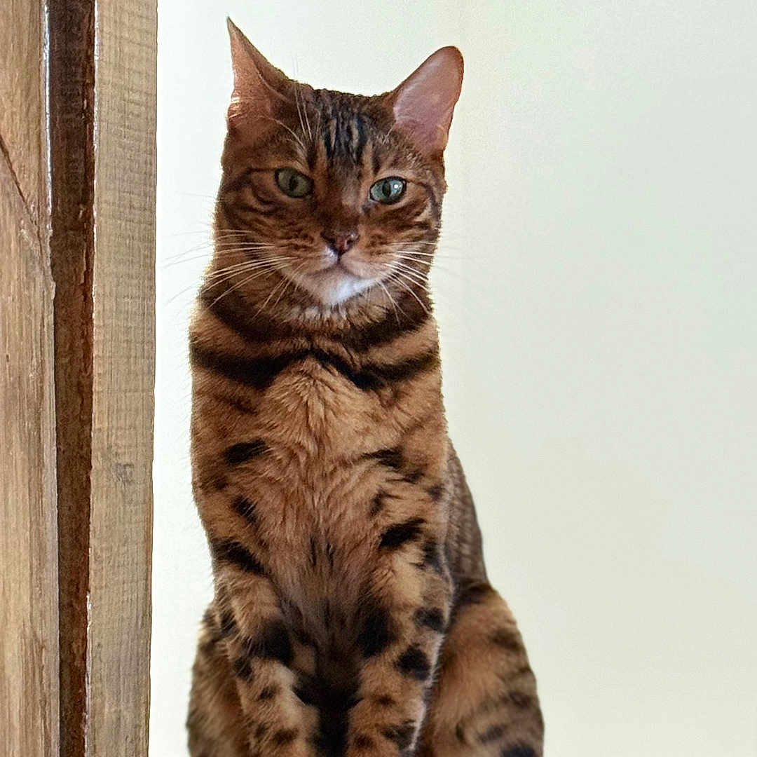 Hupper a rejoint le concours — aidez-le/la à gagner de superbes lots ! bengal_cat, cat, pet, animal, feline, sitting, wooden_floor, wooden_post, indoor, domestic_animal, portrait, striped, spotted, whiskers, ears, eyes, fur, calm, confident, minimalist_background