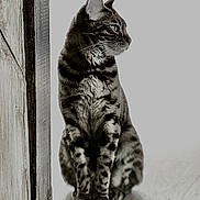 Hupper a rejoint le concours — aidez-le/la à gagner de superbes lots ! cat, tabby, sitting, wood_floor, doorframe, monochrome, pet, animal, indoor, feline, striped, portrait, looking_away, whiskers, ears, paws, quiet, calm, side_view, texture