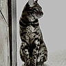 cat, tabby, sitting, wood_floor, doorframe, monochrome, pet, animal, indoor, feline, striped, portrait, looking_away, whiskers, ears, paws, quiet, calm, side_view, texture