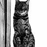 Hupper participe au concours pour gagner de l'argent avec cette photo : cat, tabby_cat, black_and_white, wood, floor, sitting, animal, pet, indoor, portrait, feline, striped, whiskers, ears, eyes, close_up, texture, contrast, monochrome, quiet