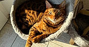 Hupper participe au concours pour gagner de l'argent avec cette photo : animal, bengal_cat, brown, cat, cat_bed, comfort, cozy, ears, feline, fur, indoor, orange, pet, relaxed, resting, shadow, striped, sunlight, tile_floor, whiskers