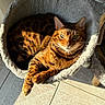 Hupper participe au concours pour gagner de l'argent avec cette photo : cat, bengal_cat, pet, animal, feline, cat_bed, cozy, sunlight, indoor, relaxed, fur, striped, orange, brown, whiskers, ears, tile_floor, shadow, comfort, resting