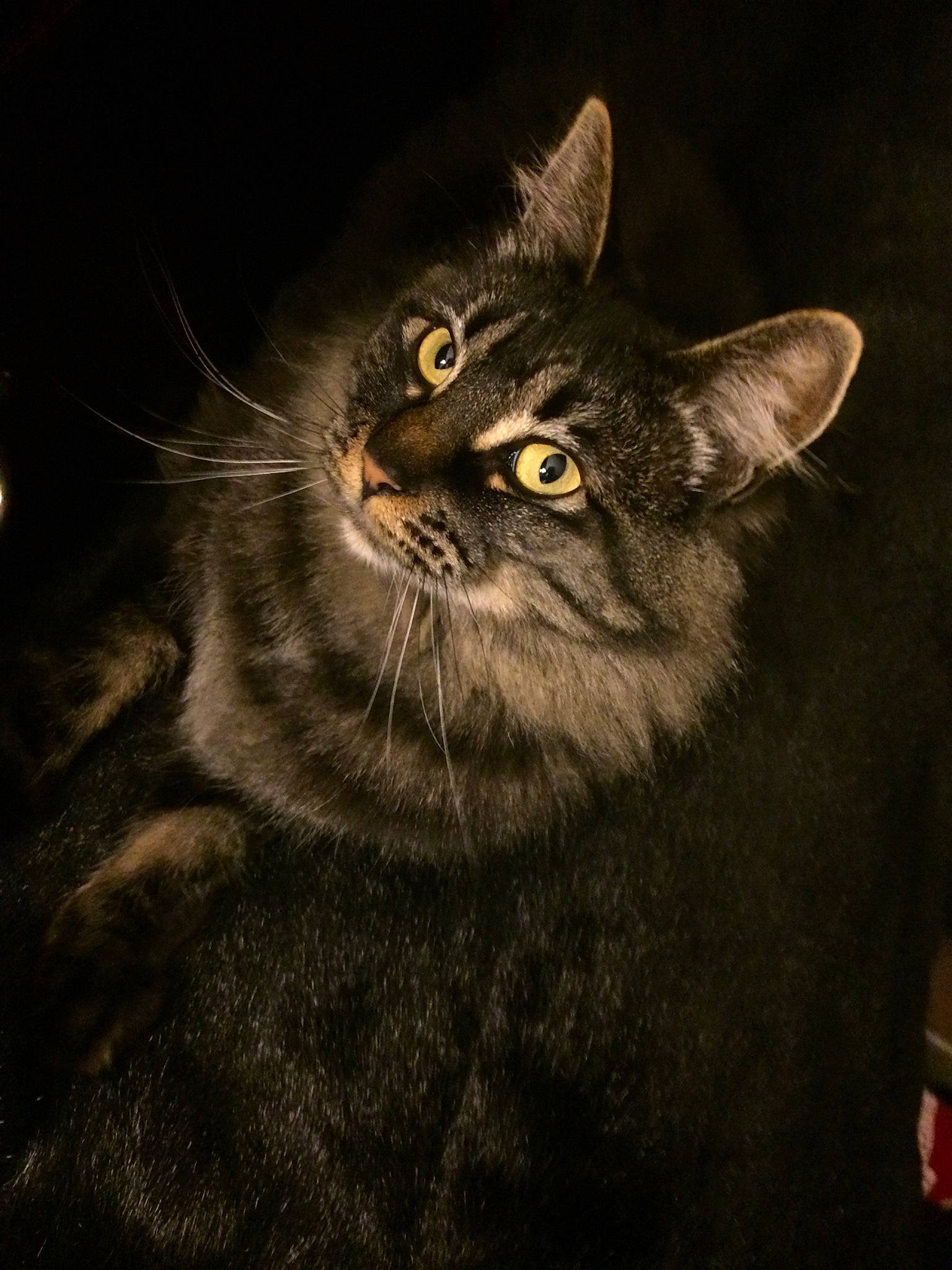 Lorelai joined the competition — help win amazing prizes! asian, carnivore, cat, darkness, domestic_short_haired_cat, european_shorthair, eye, felidae, fur, kitten, maine_coon, norwegian_forest_cat, pixie_bob, small_to_medium_sized_cats, snout, tabby_cat, whiskers, wild_cat, wildlife