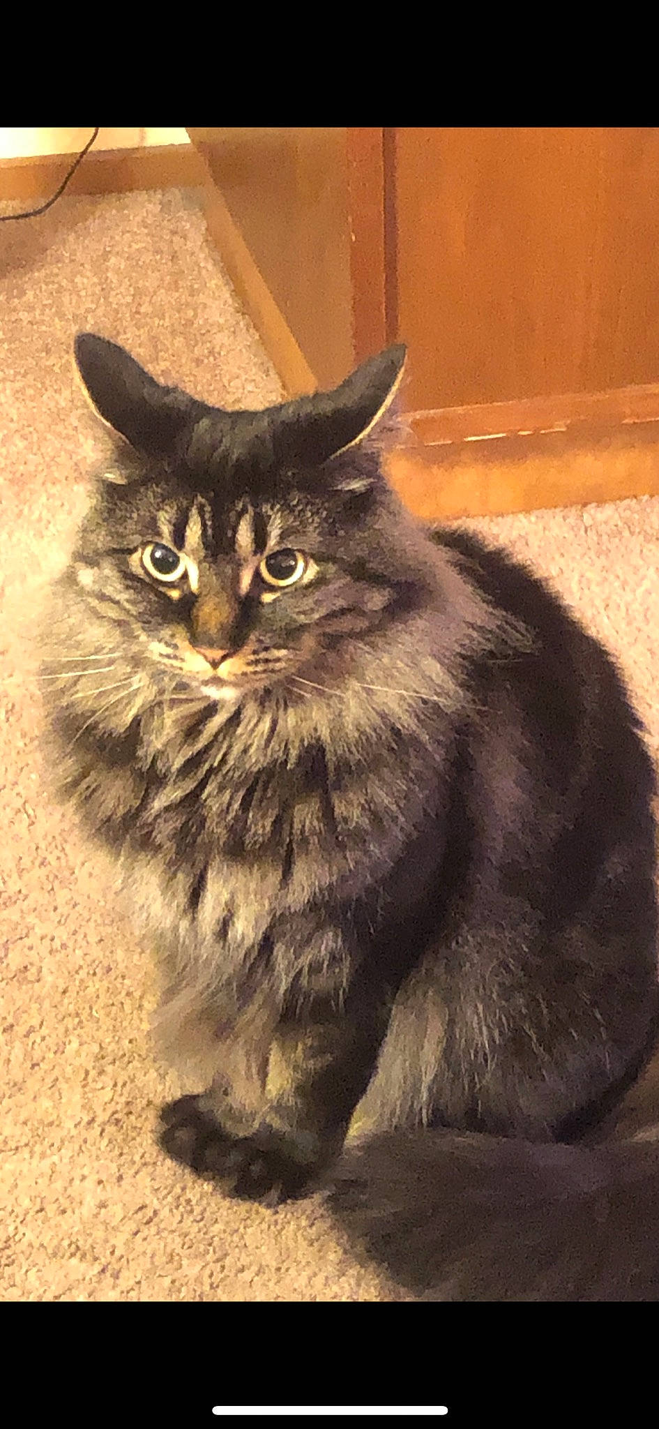 Lorelai joined the competition — help win amazing prizes! asian, asian_semi_longhair, british_semi_longhair, carnivore, cat, cymric, domestic_long_haired_cat, domestic_short_haired_cat, felidae, maine_coon, mammal, nebelung, norwegian_forest_cat, persian, ragamuffin, siberian, small_to_medium_sized_cats, vertebrate, whiskers, wild_cat