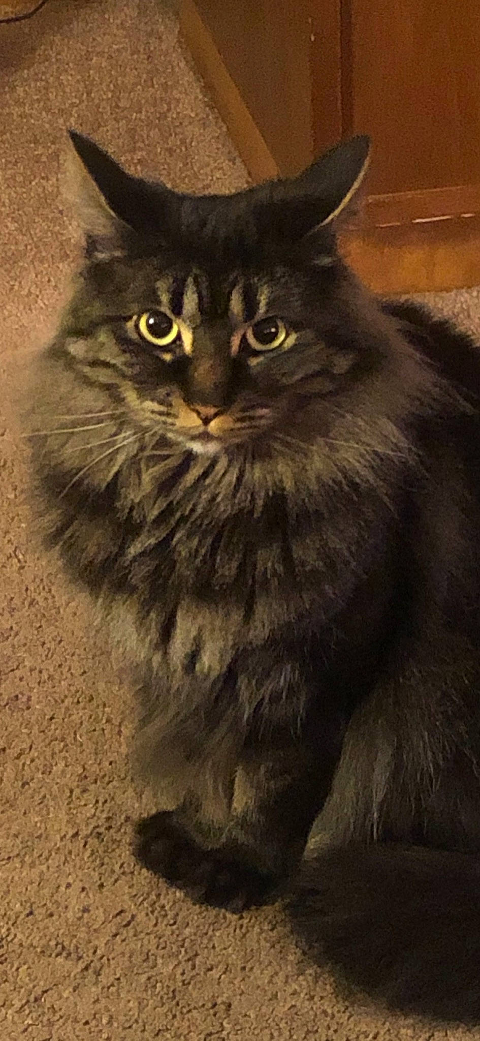 Lorelai joined the competition — help win amazing prizes! asian_semi_longhair, black_cat, british_longhair, british_semi_longhair, carnivore, cat, cymric, domestic_long_haired_cat, domestic_short_haired_cat, felidae, maine_coon, mammal, nebelung, norwegian_forest_cat, persian, siberian, small_to_medium_sized_cats, vertebrate, whiskers, wild_cat