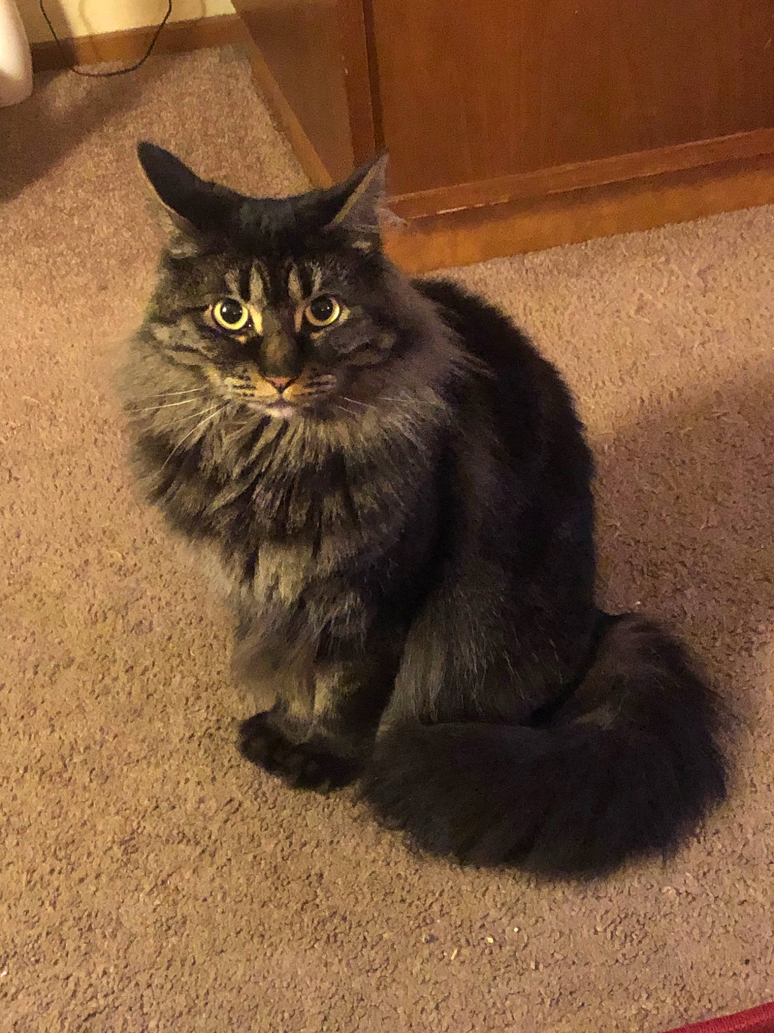 Lorelai is registered to the contest to win money with this photo: asian, asian_semi_longhair, black_cat, british_semi_longhair, carnivore, cat, cymric, domestic_long_haired_cat, felidae, fur, maine_coon, mammal, norwegian_forest_cat, persian, ragamuffin, siberian, small_to_medium_sized_cats, tail, vertebrate, whiskers