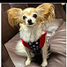 dog, small_dog, long_ears, fluffy, pet, sitting, indoors, leather_couch, red_vest, blue_vest, star_pattern, cute, portrait, animal, furry, domestic_animal, companion, friendly, alert, adorable