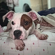 Harley is registered to the contest to win money with this photo: dog, bed, blanket, paw, ear, face, resting, indoor, cozy, cute, animal, pet, lying_down, fur, canine, comfort, relaxation, closeup, whiskers, sleepy